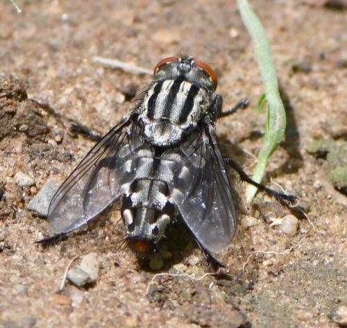 Sarcophaga sp.